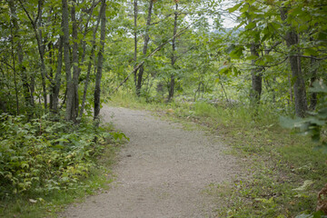 Fototapeta premium Path through the woods