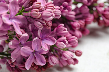 Fototapeta premium Blooming lilac flowers on white background