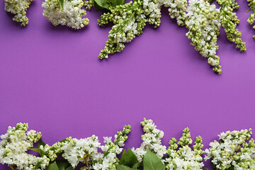 Fototapeta na wymiar Blooming lilac flowers on purple background
