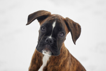 young puppy of a tiger-colored boxer looks into the camera. photo in winter on a snowy background