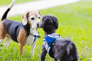 puppies of different species socializing in the park at noon