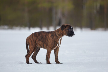 young boxer puppy of tiger color. photo in winter on a snowy background