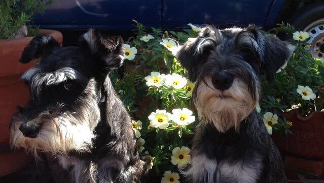 Two Miniature Schnauzers posing happily outdoors with vibrant flowers and lush greenery
