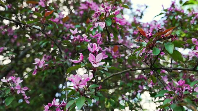 Magnolia tree in bloom.  Blooming magnolia flower close up in slow motion.