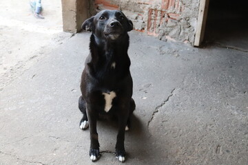 black labrador retriever