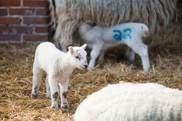 Obraz premium Lamb looks on as newborn lamb suckles in the background in a farm yard