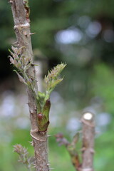 新芽が山菜として有名なタラの芽