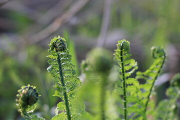 クサソテツはシダの一種。若芽はコゴミといい山菜