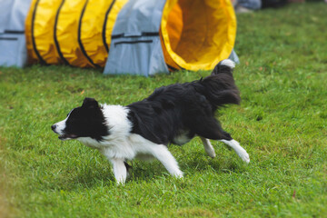 Dog running on green grass field, passing through obstacles, tube, fence and poles during agility slalom competition, dogs pet race training course