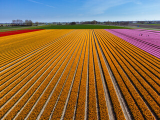 Tulip Field In The Netherlands From Above. Rural Spring Landscape With Flowers, Drone Shot