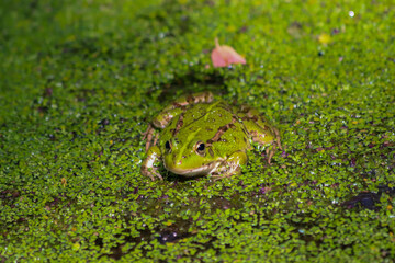 frog in the grass