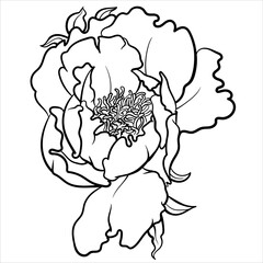 Vector illustration of black and white contour peony flower for coloring page