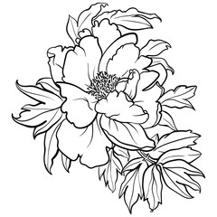 Vector illustration of black and white contour peony flower for coloring page