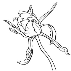 Vector illustration of black and white contour peony flower for coloring page