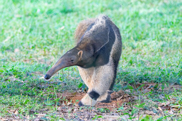 Giant anteater, cute animal from Brazil. Myrmecophaga tridactyla, exotic and endemic animal. Wildlife scene.