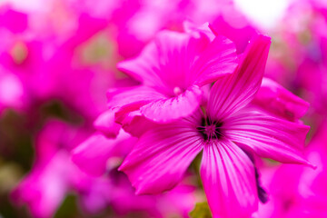 Beautiful pink hollyhocks flowers close up