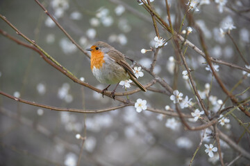 The European robin (Erithacus rubecula) known simply as the robin or robin redbreast, perched between blossoms in spring