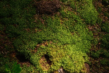 Moss on a tree trunk