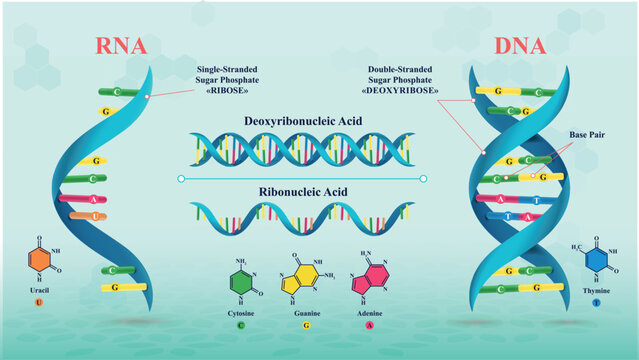 Structure of DNA and RNA and the differences between them_Type02