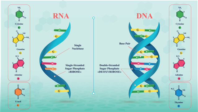 Structure of DNA and RNA and the differences between them