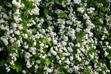 Fuzzy deutzia ( Deutzia scabra ) flowers. Hydrangeaceae deciduous shrub endemic to Japan. Conical white five-petaled flowers bloom from May to June.