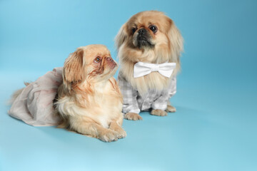 Cute Pekingese dogs in pet clothes on light blue background. Space for text