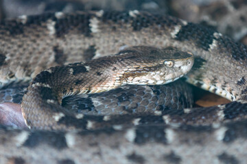 Obraz premium Very common venomous snake in Brazil known as 