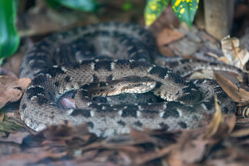 Very common venomous snake in Brazil known as 