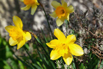 Beautiful yellow daffodils growing outdoors on spring day