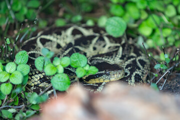 Very common venomous snake in Brazil known as 
