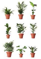 Collage with different potted plants on white background. House decor