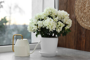 Beautiful azalea flowers in pot and watering can on windowsill indoors