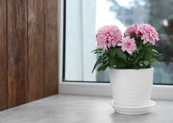 Beautiful chrysanthemum flowers in pot on windowsill indoors. Space for text