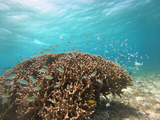 Naklejka na ściany i meble 沖縄の海とサンゴ
