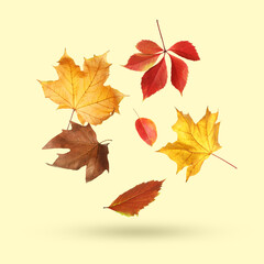 Different autumn leaves falling on beige background