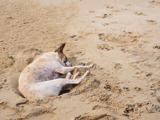 dog lies on the sand near the sea.