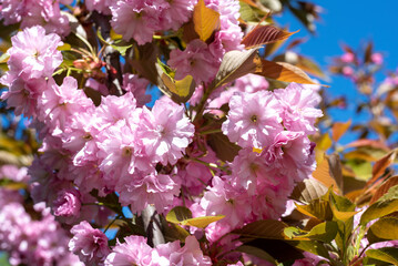 Pink flowering Japanese cherry (sakura) in spring. Close-up of beautiful flowers cherry blooming in the garden. Selective focus