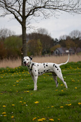 dalmatian
