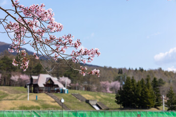 桜の季節