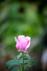 rose flower in garden natural outdoor