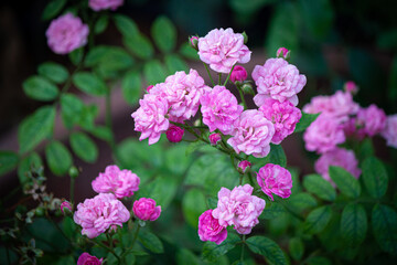 rose flower in garden natural outdoor