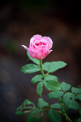 rose flower in garden natural outdoor