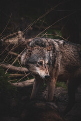 portrait of a wolf