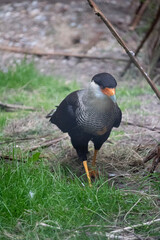 red winged blackbird