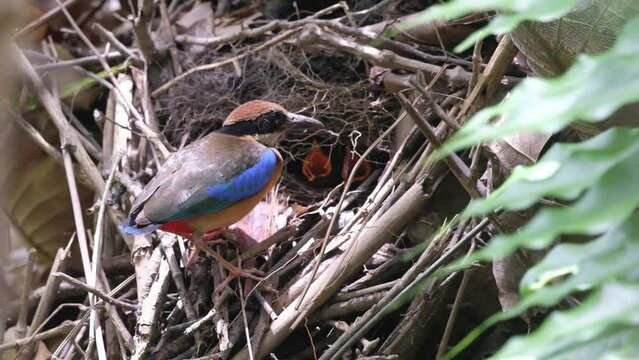 Mangrove pitta Feeding young birds in a nest that is camouflaged by tree branches.