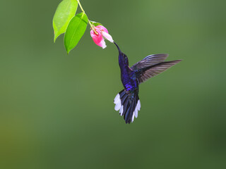 Violet sabrewing hummingbird in flight collecting nectar from orange flower on green background © FotoRequest
