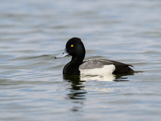 Male Lesser Scaup swimming in the pond