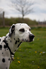 Dalmatian