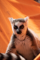 ring lemur