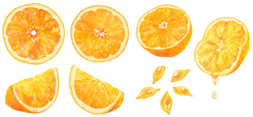 水彩画イラスト　カットされたオレンジ・みかんの素材集　果肉や果汁、オレンジの粒
